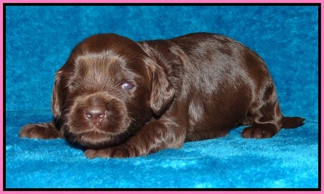 Macy Ollie pups 2 wks old 41