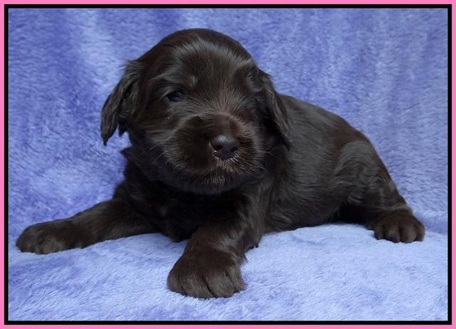 Macy Ollie pups 3 wks old 1 003