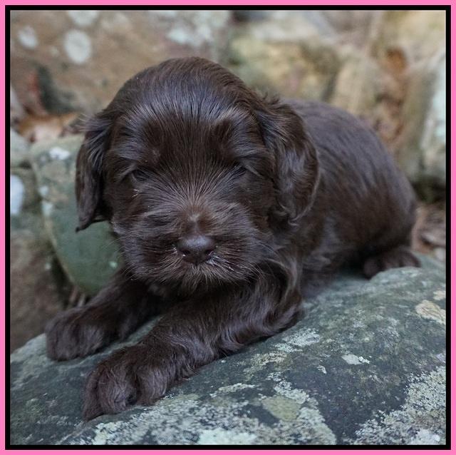 Macy Ollie pups 4 wks old 21