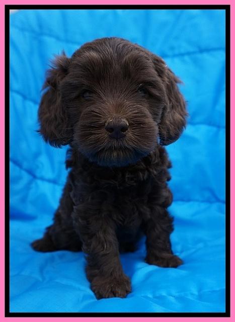 Macy Ollie pups 5 wks old 220