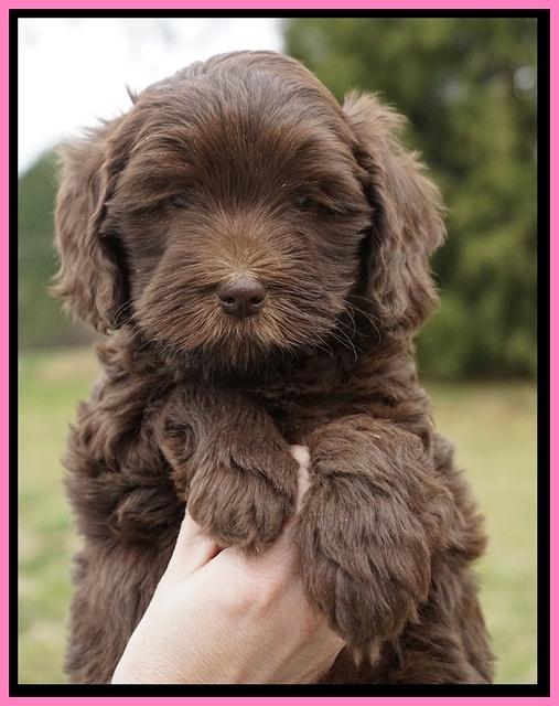 Macy Ollie pups 6 wks old 11