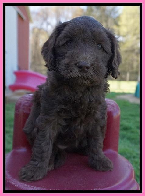 Macy Ollie pups 6 wks old 31