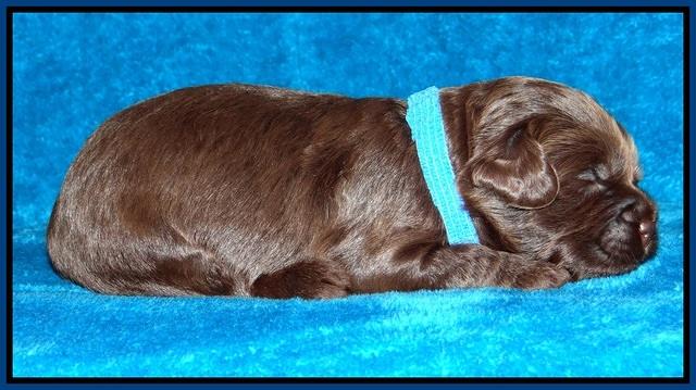 Macy Ollie pups 2 wks old 11