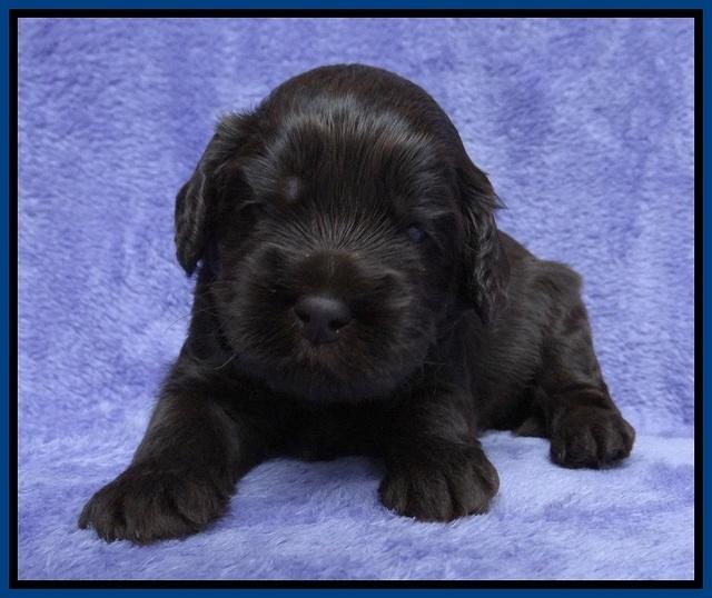 Macy Ollie pups 3 wks old 1 018