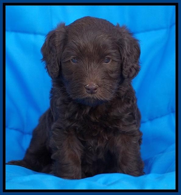 Macy Ollie pups 5 wks old 1120