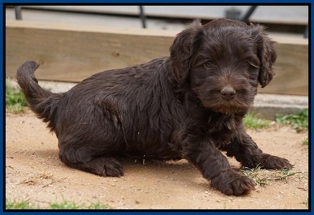 Macy Ollie pups 5 wks old 720