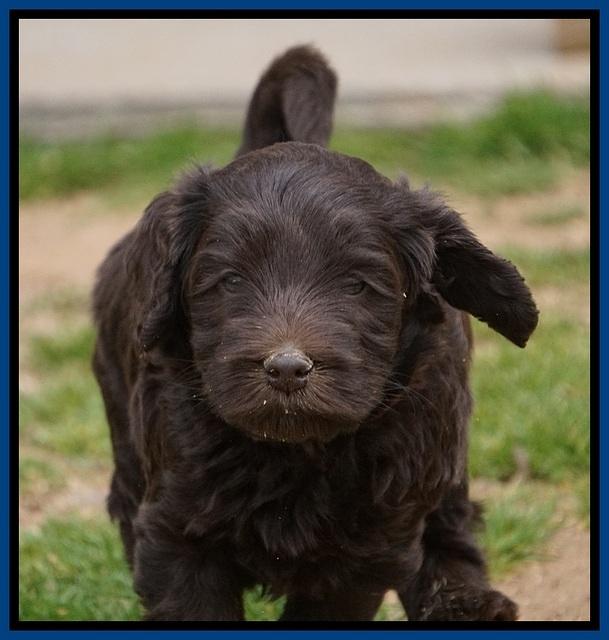 Macy Ollie pups 5 wks old 820