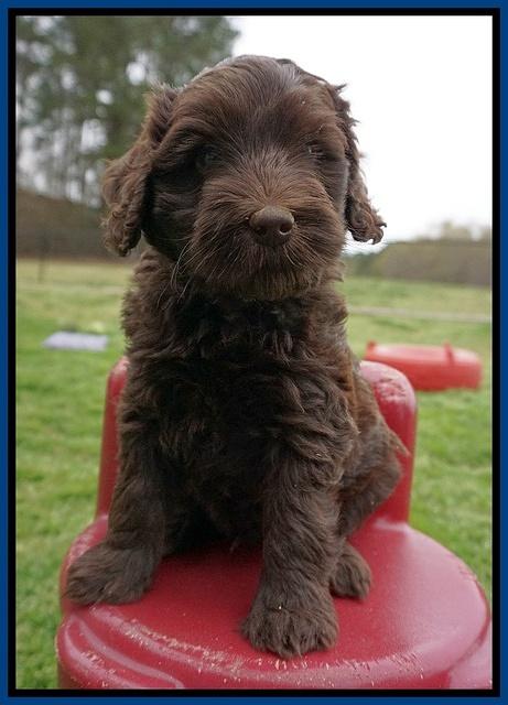 Macy Ollie pups 6 wks old 41