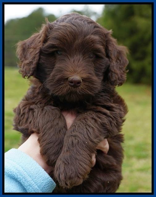 Macy Ollie pups 6 wks old 51