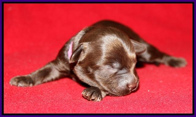 Macy Ollie pups 1 wk old 8200