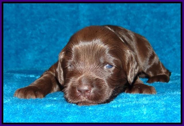 Macy Ollie pups 2 wks old 51