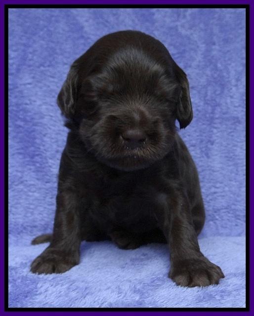Macy Ollie pups 3 wks old 1 032