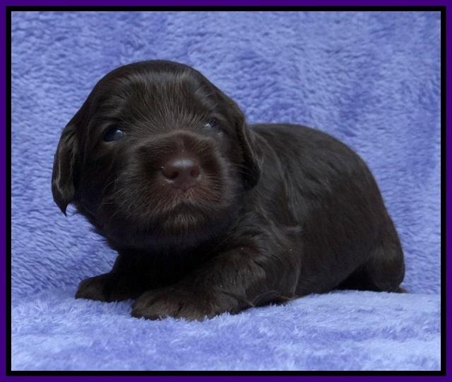 Macy Ollie pups 3 wks old 1 045