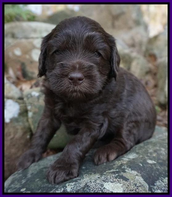 Macy Ollie pups 4 wks old 61