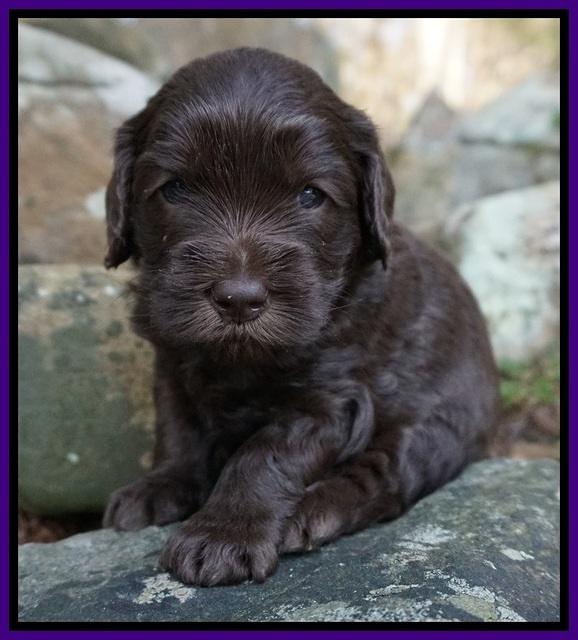 Macy Ollie pups 4 wks old 71