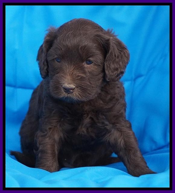 Macy Ollie pups 5 wks old 1320