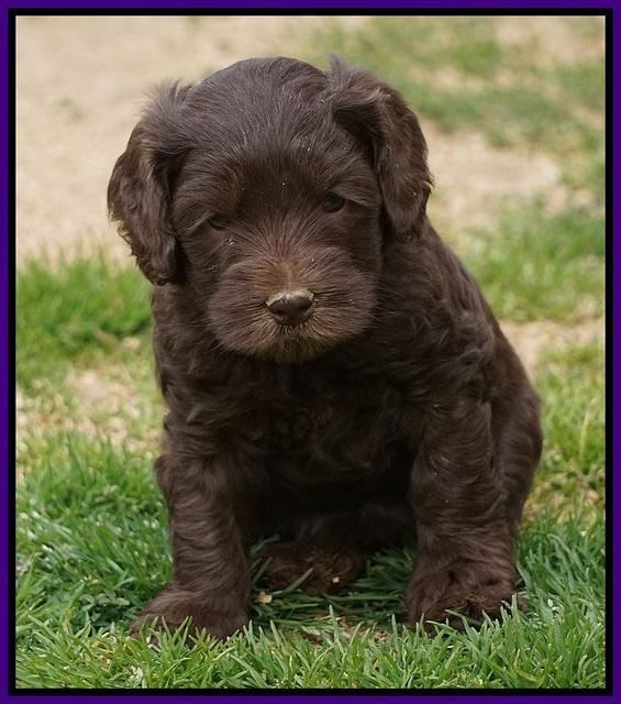 Macy Ollie pups 5 wks old 1420
