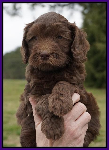 Macy Ollie pups 6 wks old 91