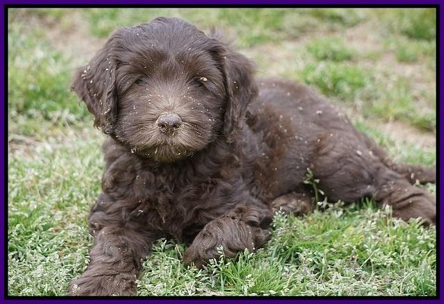 Macy Ollie pups 7 wks old 121000