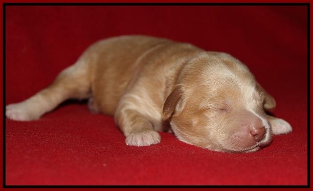 Macy Ollie pups 1 wk old 10200