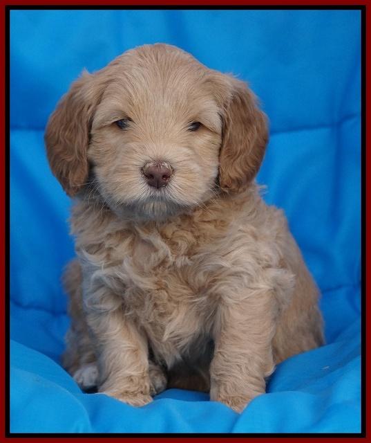 Macy Ollie pups 5 wks old 1520