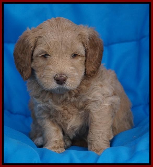 Macy Ollie pups 5 wks old 1620