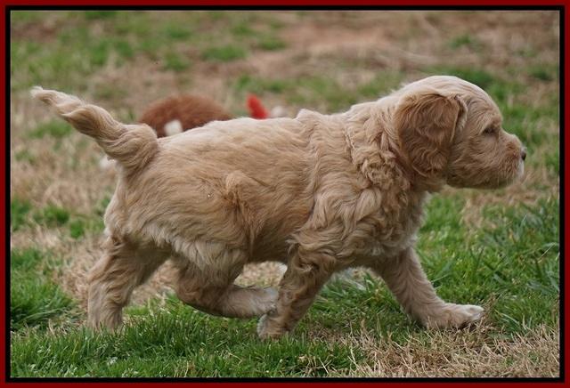 Macy Ollie pups 5 wks old 1820