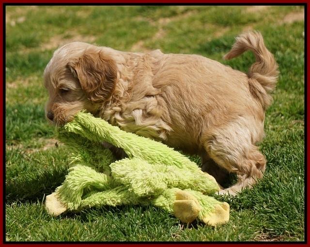 Macy Ollie pups 5 wks old 1920