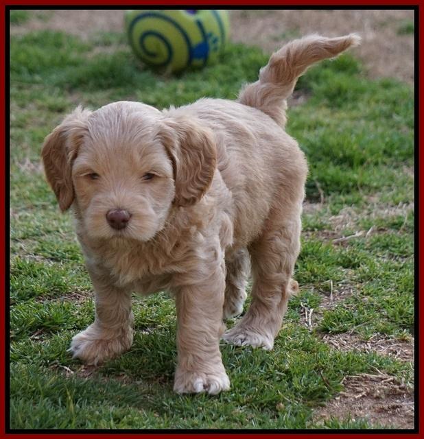Macy Ollie pups 5 wks old 2020