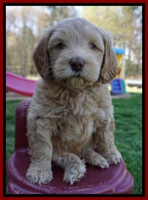 Macy Ollie pups 6 wks old 141