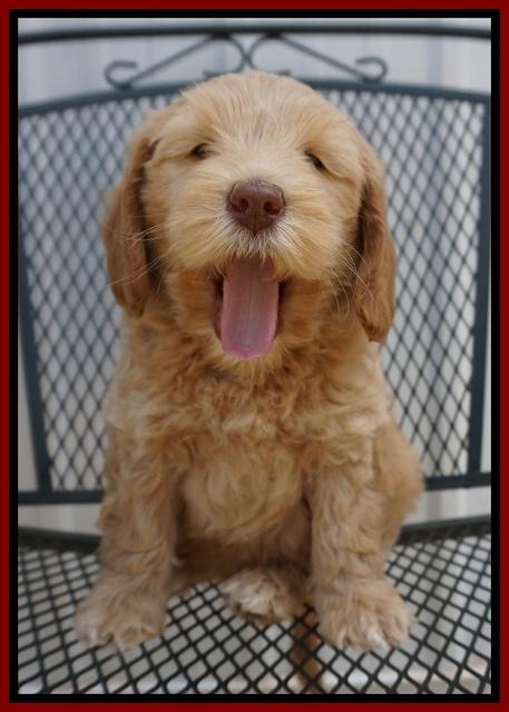 Macy Ollie pups 7 wks old 141