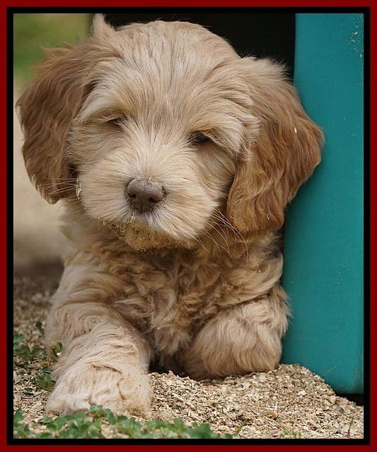 Macy Ollie pups 7 wks old 191000