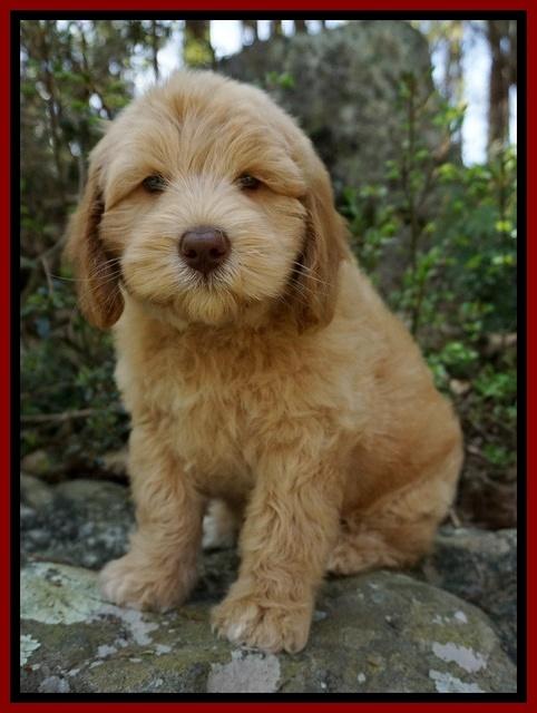 Macy Ollie pups 8 wks old 141