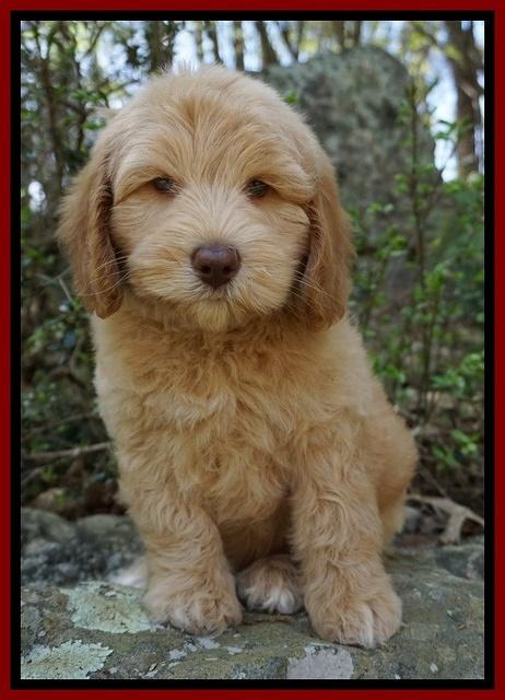 Macy Ollie pups 8 wks old 161