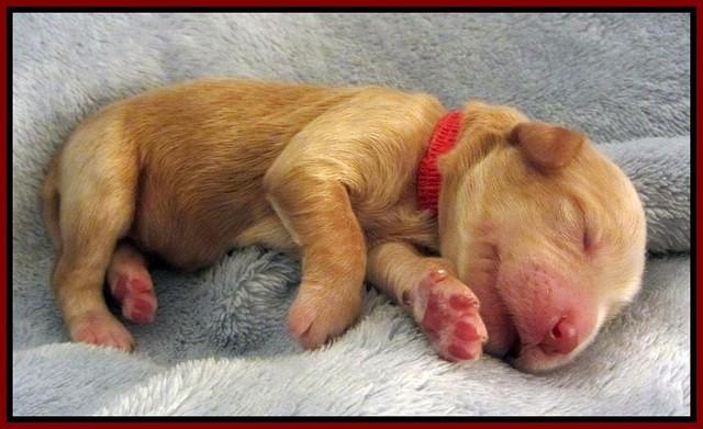 Macy Ollie pups newborn 71