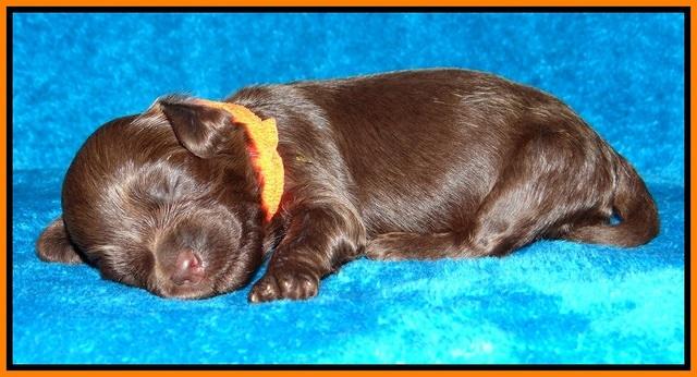 Macy Ollie pups 2 wks old 111