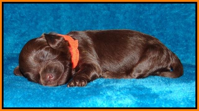 Macy Ollie pups 2 wks old 121
