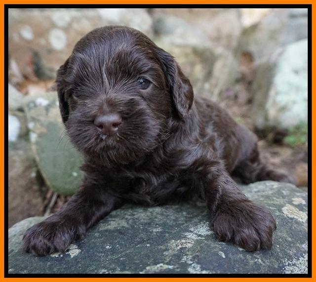 Macy Ollie pups 4 wks old 101
