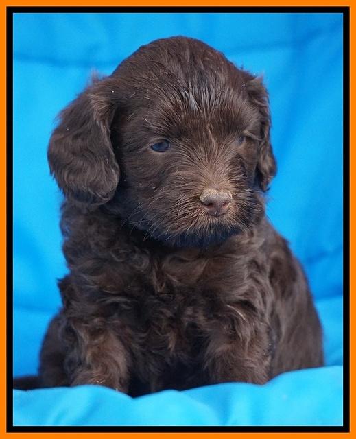 Macy Ollie pups 5 wks old 2120
