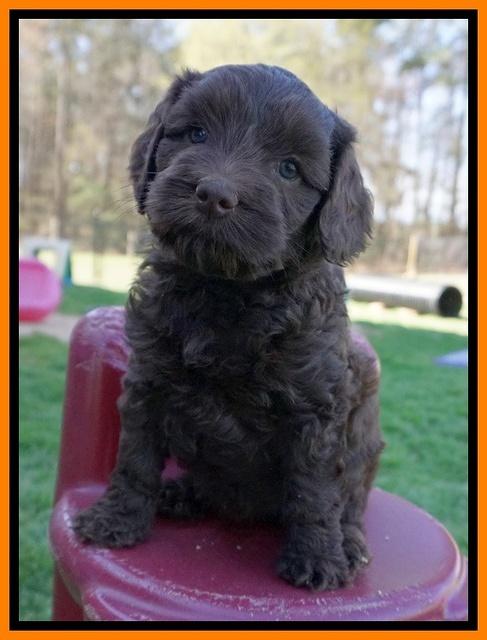 Macy Ollie pups 6 wks old 161