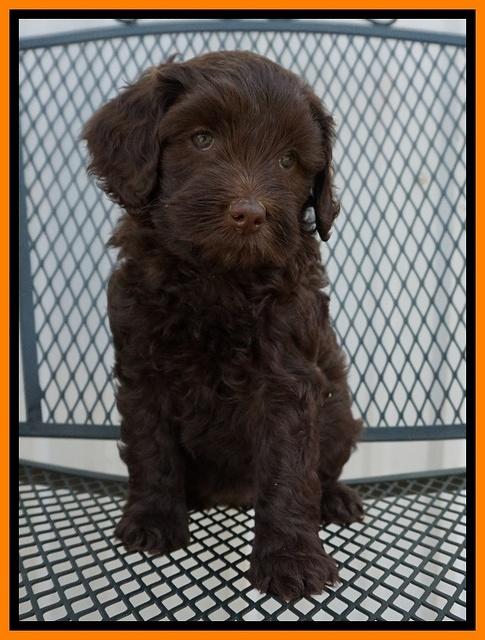 Macy Ollie pups 7 wks old 71