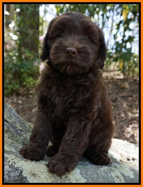 Macy Ollie pups 8 wks old 201