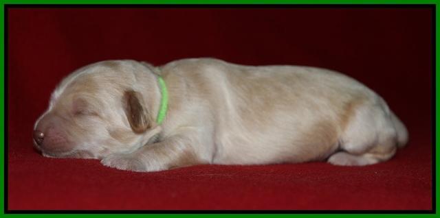 Macy Ollie pups 1 wk old 15200