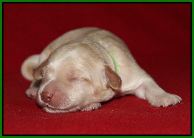 Macy Ollie pups 1 wk old 16200