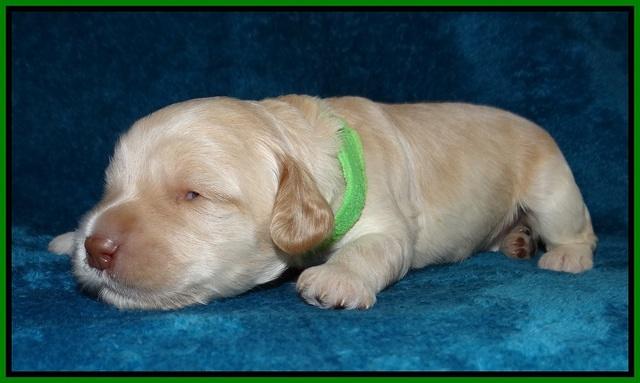 Macy Ollie pups 2 wks old 131