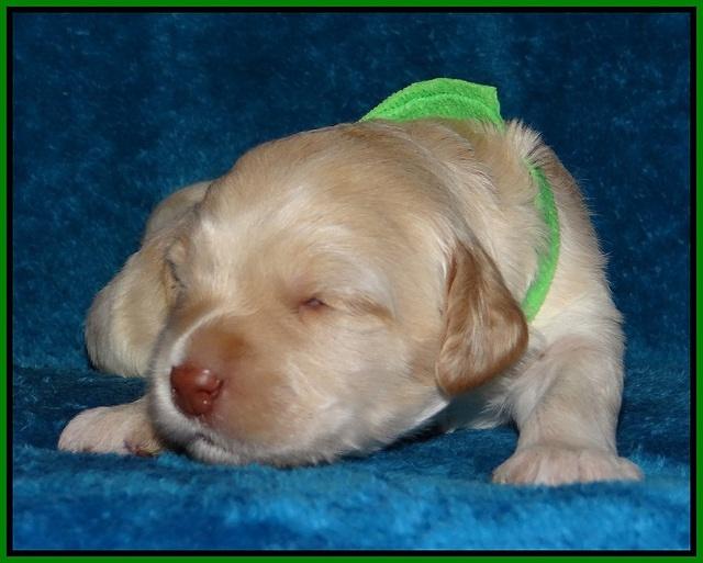 Macy Ollie pups 2 wks old 151