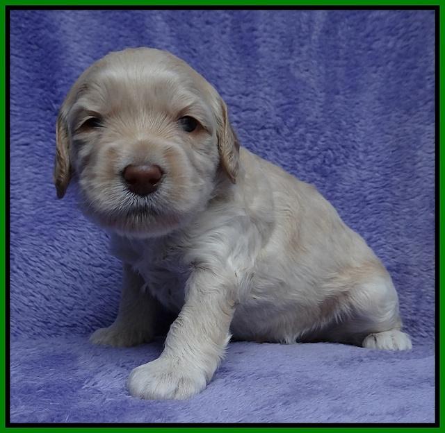 Macy Ollie pups 3 wks old 1 096
