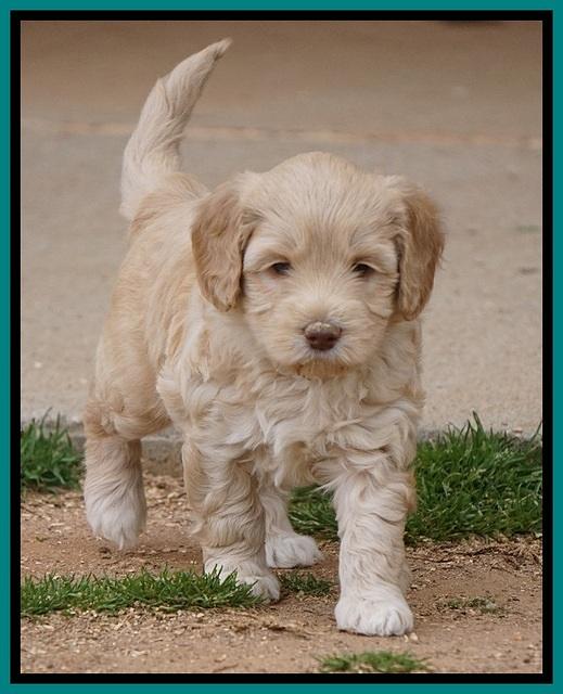 Macy Ollie pups 5 wks old 3020