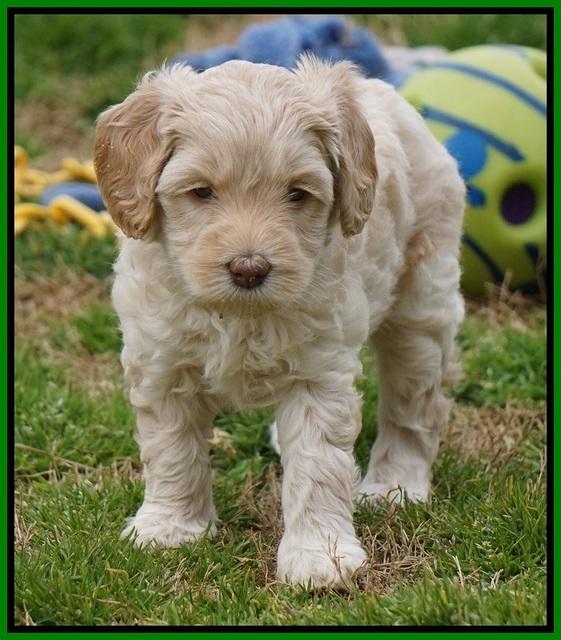 Macy Ollie pups 5 wks old 3320
