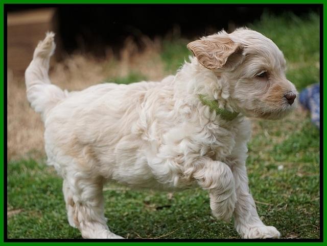Macy Ollie pups 5 wks old 3620
